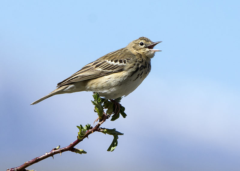 Prispolone (Anthus trivialis)